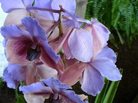 Orchid in Hilo
